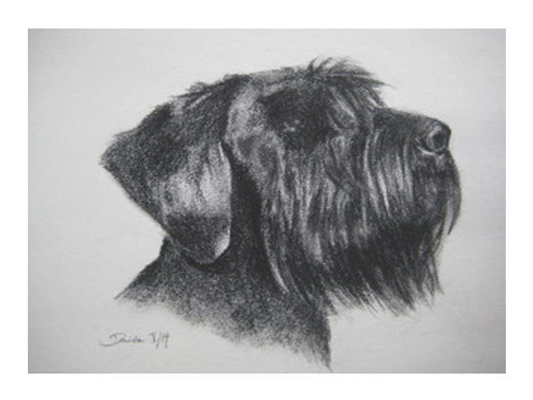 Hund schwarzwei im Profil